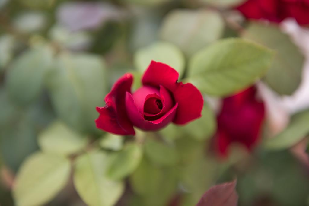 Rosa Del Grappa Panzió Kültér fotó